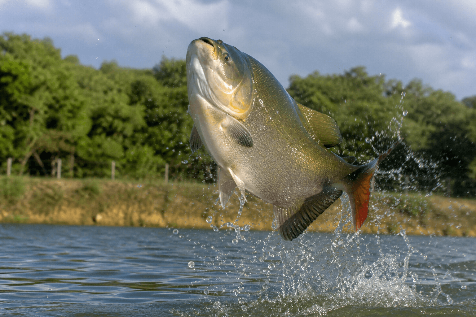 Pesca Esportiva